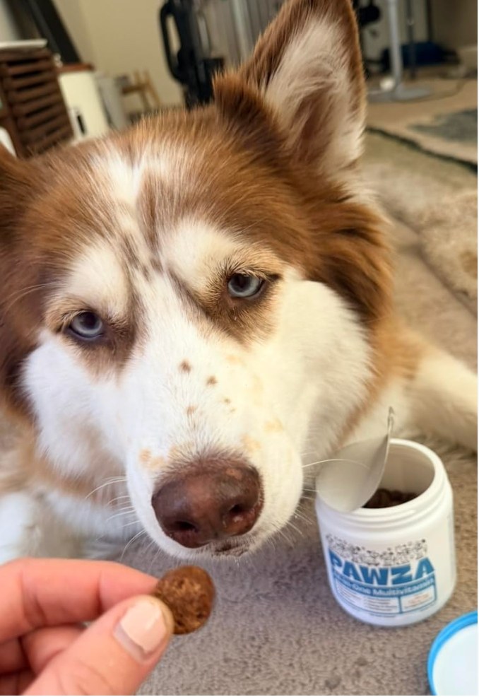 Rosie taking a PAWZA soft chew from her owner's hand