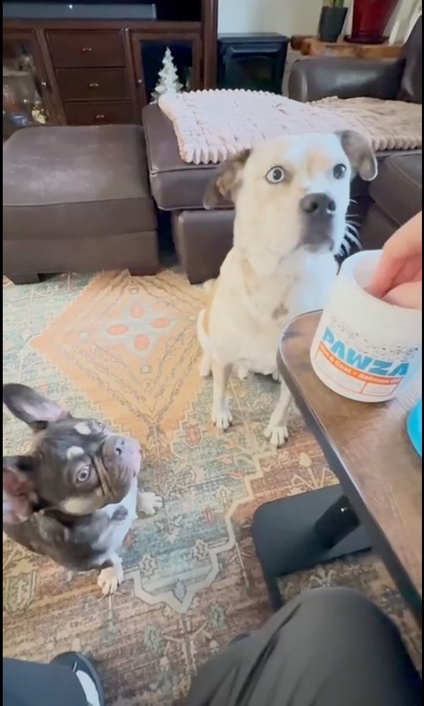 Tank enjoying PAWZA at home
